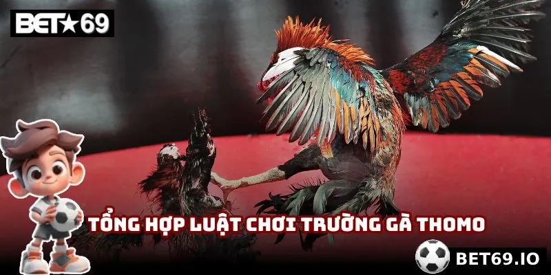 Đá gà Thomo | Tranh Tài Máu Lửa Từ Chiến Kê Lừng Danh 4 Tổng hợp luật chơi chung của trường gà Thomo